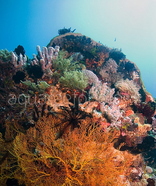 Spugna Viola - FOTO REALI - Invertebrato filtratore facile - frag 10-15 cm  per acquario marino reef