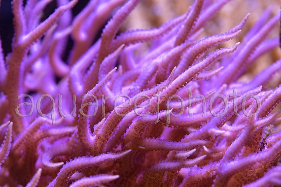 Seriatopora hystrix 02 « Aqua Reef Photo – Marine Photo Database & Resource