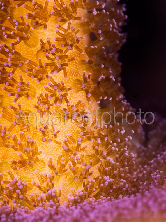 Stylophora pistillata 01 « Aqua Reef Photo – Marine Photo Database ...